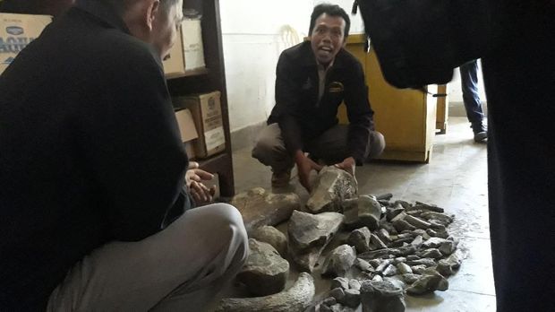 Temuan Tulang di Ngawi, BPCB Trowulan: Itu Fosil Gajah