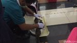 Foto: Petugas Medis Kebiri Puluhan Kucing Jantan di Jaktim