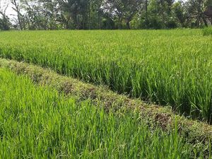 Lahan Pertanian Ditambah 250 Ribu Ha, Lokasinya hingga Bukit