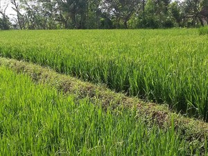 Sulap Tanah Kosong Jadi Sawah, Kementan Rogoh Rp 2,4 T