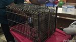 Foto: Petugas Medis Kebiri Puluhan Kucing Jantan di Jaktim