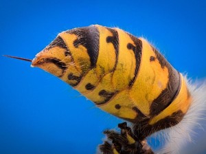 Pria Ini Tewas Setelah Alami Kegagalan Fungsi Organ Akibat Tersengat Tawon