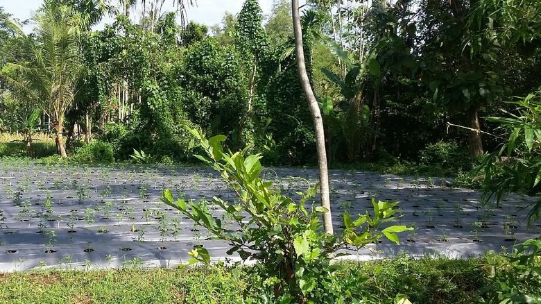 195 Ha Lahan di Bondowoso Dikembangkan untuk Pertanian Organik 195 Ha Lahan di Bondowoso Dikembangkan untuk Pertanian Organik
