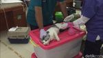 Foto: Petugas Medis Kebiri Puluhan Kucing Jantan di Jaktim