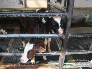 Libur Paskah ke Mana? Yuk Bermain dengan Anak Sapi di Bandung