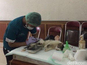 Puluhan Kucing Jantan di Duren Sawit Dikebiri