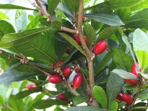Buah Berry Ini Mampu Bangkitkan Selera Makan Pasien Kemoterapi