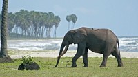 Yang unik di Negara Gabon, Afrika Barat, gajah-gajah di sana suka menetap di kawasan pantai (BBC)