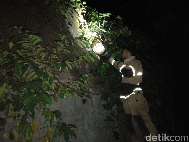 Diserang Tawon, Ibu Rumah Tangga di Bandung Dilarikan ke RS Diserang Tawon, Ibu Rumah Tangga di Bandung Dilarikan ke RS