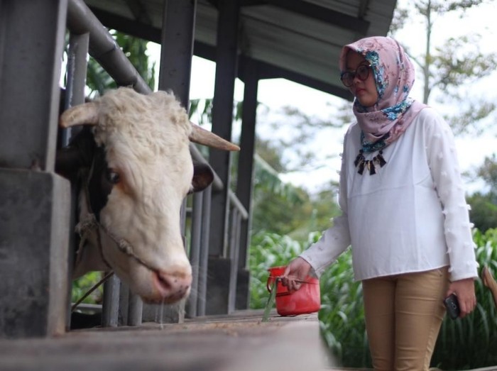 Kampung Susu Kalipucang Paket Lengkap Wisata Di Pasuruan Kampung Susu Kalipucang Paket Lengkap Wisata Di Pasuruan