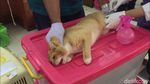 Foto: Petugas Medis Kebiri Puluhan Kucing Jantan di Jaktim