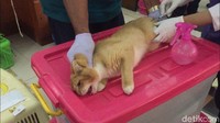 Banyak kucing yang meraung saat akan disuntik petugas. Di antara mereka juga ada yang berusaha mencakar petugas.