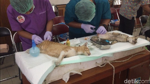 Foto: Petugas Medis Kebiri Puluhan Kucing Jantan di Jaktim