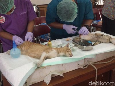 Foto: Petugas Medis Kebiri Puluhan Kucing Jantan di Jaktim