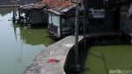 Mengintip Kampung Apung Kapuk yang Kini Bersih