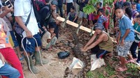 Geger ular piton 9 meter di Jambi. Seekor ular piton berukuran 9 meter seberat 100 kg membuat geger Jambi. Piton itu ditemukan warga di sebuah lobang dekat kebun karet milik warga Dusun Mangun Jayo Kecamatan Muko-Muko Bathin VII, Kabupaten Bungo Jambi. Foto: ferdi