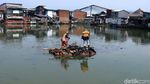 Mengintip Kampung Apung Kapuk yang Kini Bersih