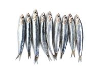 Heboh Ikan Makarel Bercacing, Ini Bedanya Ikan Sarden dan Ikan Makarel