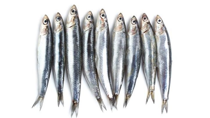Fresh mackerel fish (Scomber scrombrus) on ice