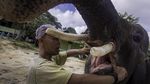 Foto: Lebih Dekat dengan Konservasi Gajah di Riau