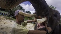 Pada 2001 PLG Riau mulai menempati lokasi sekarang yang berada di kawasan Taman Hutan Raya Sultan Syarif Hasyim II, Siak. Saat ini ada 16 ekor gajah Sumatera yang ada di tempat itu, 11 di antaranya merupakan gajah jantan.