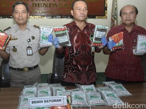 13,5 Kg Benih Sayur Ilegal dan Berbakteri di Bali Dimusnahkan