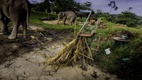 Data dari Forum Konservasi Gajah Indonesia menyebutkan, populasi gajah Sumatera (elephas maximus sumatranus) menurun drastis hingga 70 persen dalam kurun 20-30 tahun terakhir dan diperkirakan tinggal sekitar 1.970 ekor pada 2013 karena ancaman kehilangan habitat hutan, konflik dengan manusia serta perburuan gading.