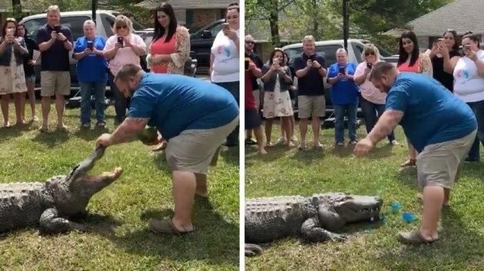 Unik tapi Ngeri, Pasangan Ungkap Jenis Kelamin Bayi Pakai Aligator