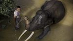 Foto: Lebih Dekat dengan Konservasi Gajah di Riau