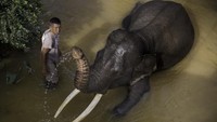 Sebagian gajah di PKG awalnya merupakan gajah liar yang diselamatkan. Mereka setiap hari terus dipantau kesehatannya oleh sekitar 30 pawang (mahout) dan tenaga medis, bahkan rutin tiap tiga bulan diberi obat.