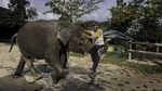 Foto: Lebih Dekat dengan Konservasi Gajah di Riau