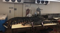 Aligator milik Mike.