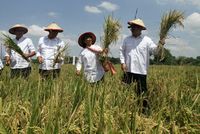 BNI Dukung Program Sergap Demi Stabilkan Harga Gabah