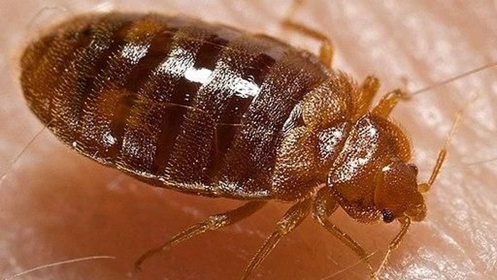 Cimex lecturalius, sebut saja bangsat (PHIL-CDC/Wikimedia Commons)