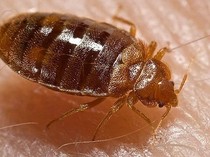 Hewan Bangsat Berasal dari Mana? Ini Bahaya dan Cara Membasminya