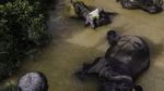 Foto: Lebih Dekat dengan Konservasi Gajah di Riau