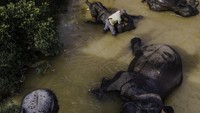 Sejumlah mahout memandikan gajah Sumatera di sungai yang mengalir di Pusat Konservasi Gajah Riau, Minggu (11/3).