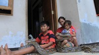 Selama dipercaya sebagai pawang ular, Lusi mengaku pernah menangkap ular king kobra sepanjang empat meter dan ular sanca kembang berukuran tujuh meter setengah. (Foto: Wisma Putra/detikcom).