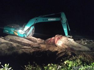 Pakai Ekskavator, Paus yang Terdampar di Lombok Timur Dikubur