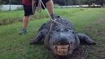 Penampakan Aligator yang Riuhkan Pesta Pasangan di AS