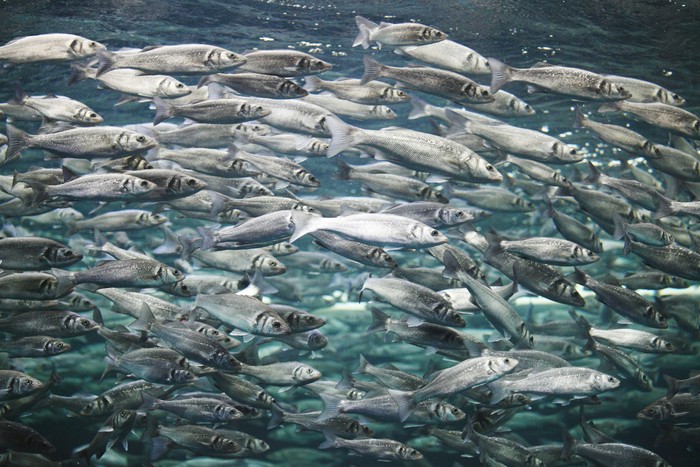 Many mackerel fish, underwater view