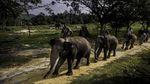 Foto: Lebih Dekat dengan Konservasi Gajah di Riau