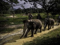 Inpres Perlindungan Gajah Bisa Jadi Acuan Pengambilan Keputusan Konservasi