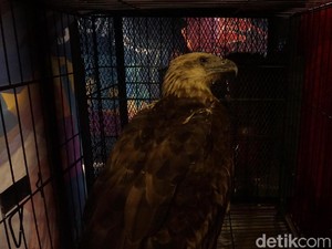 Jual Burung Maskot DKI via Online, Rudi Ditangkap Polisi