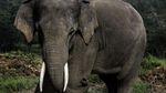 Foto: Lebih Dekat dengan Konservasi Gajah di Riau