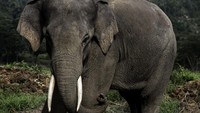 Keberadaan suaka gajah yang dahulu bernama Pusat Latihan Gajah (PLG) Riau itu mengalami pasang-surut sejak awal dibentuk sekitar tahun 1988. Lokasi pertama kali di Sebanga, Kabupaten Bengkalis, namun terpaksa tiga kali pindah tempat karena tingginya konflik dengan masyarakat setempat.