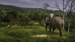 Foto: Lebih Dekat dengan Konservasi Gajah di Riau