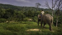 Konflik gajah dengan manusia di Sumatera, khususnya di Provinsi Riau cukup tinggi karena gajah bagi sebagian besar orang masih dianggap sebagai hama. Ledakan populasi manusia dan kebijakan pemerintah yang mengatasnamakan pembangunan, membuat hutan sebagai habitat gajah Sumatera makin menciut lebih cepat dari yang diprediksi.