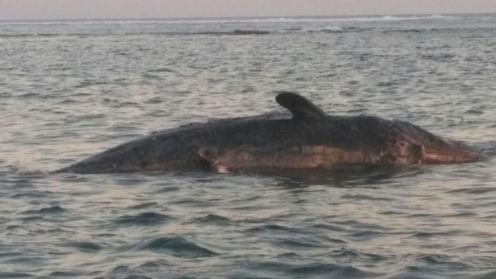Paus sperma terdampar di Lombok Timur