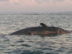 Paus Sperma Ditemukan Mati di Teluk Serangan Bali, Badannya Penuh Luka